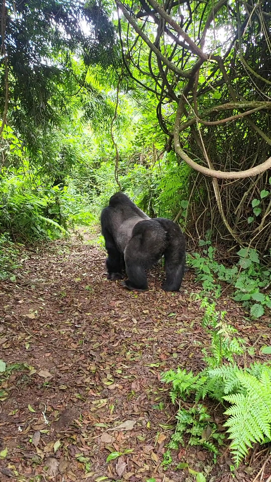 Volunteering at Uganda Lodge