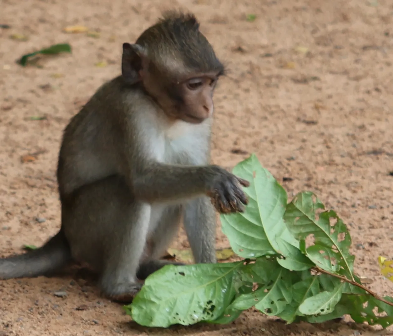 Day: Angkor Temples Exploration