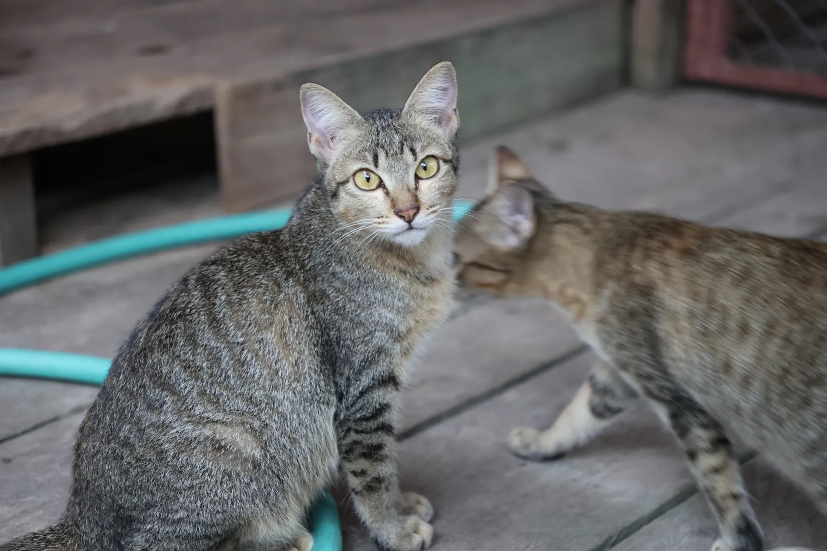 Day: Vientiane to Luang Prabang