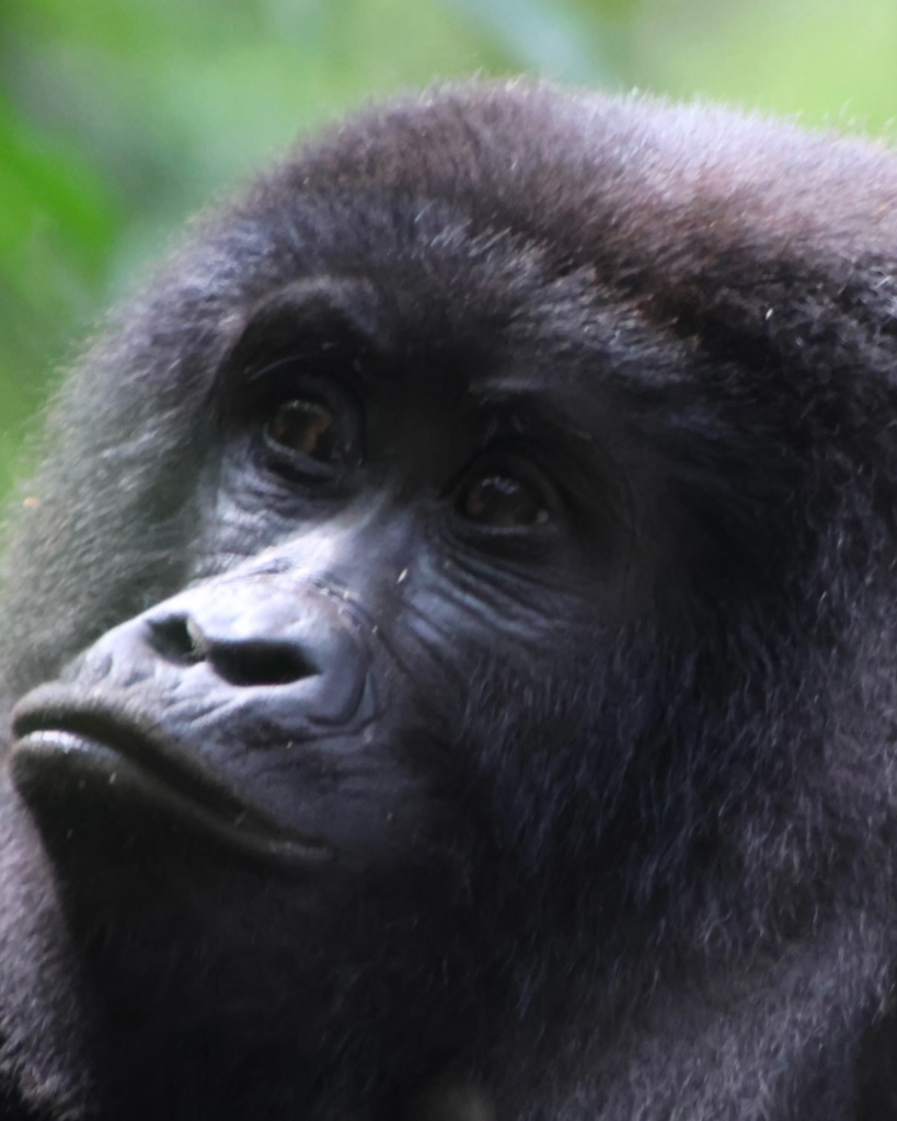 Bwindi Impenetrable Forest