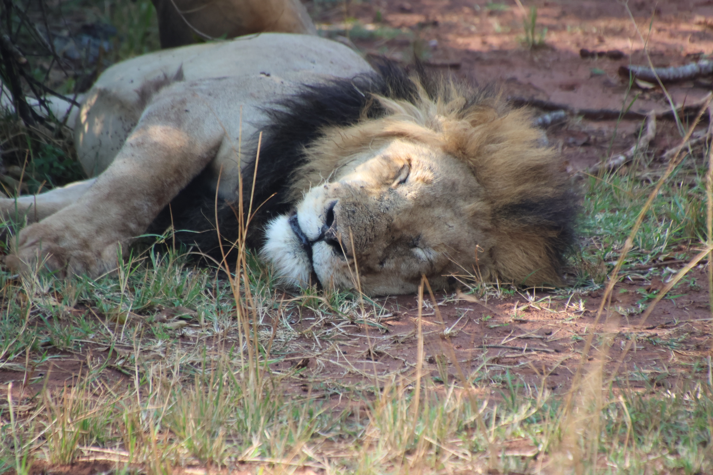 Umusambi Village & Nyungwe